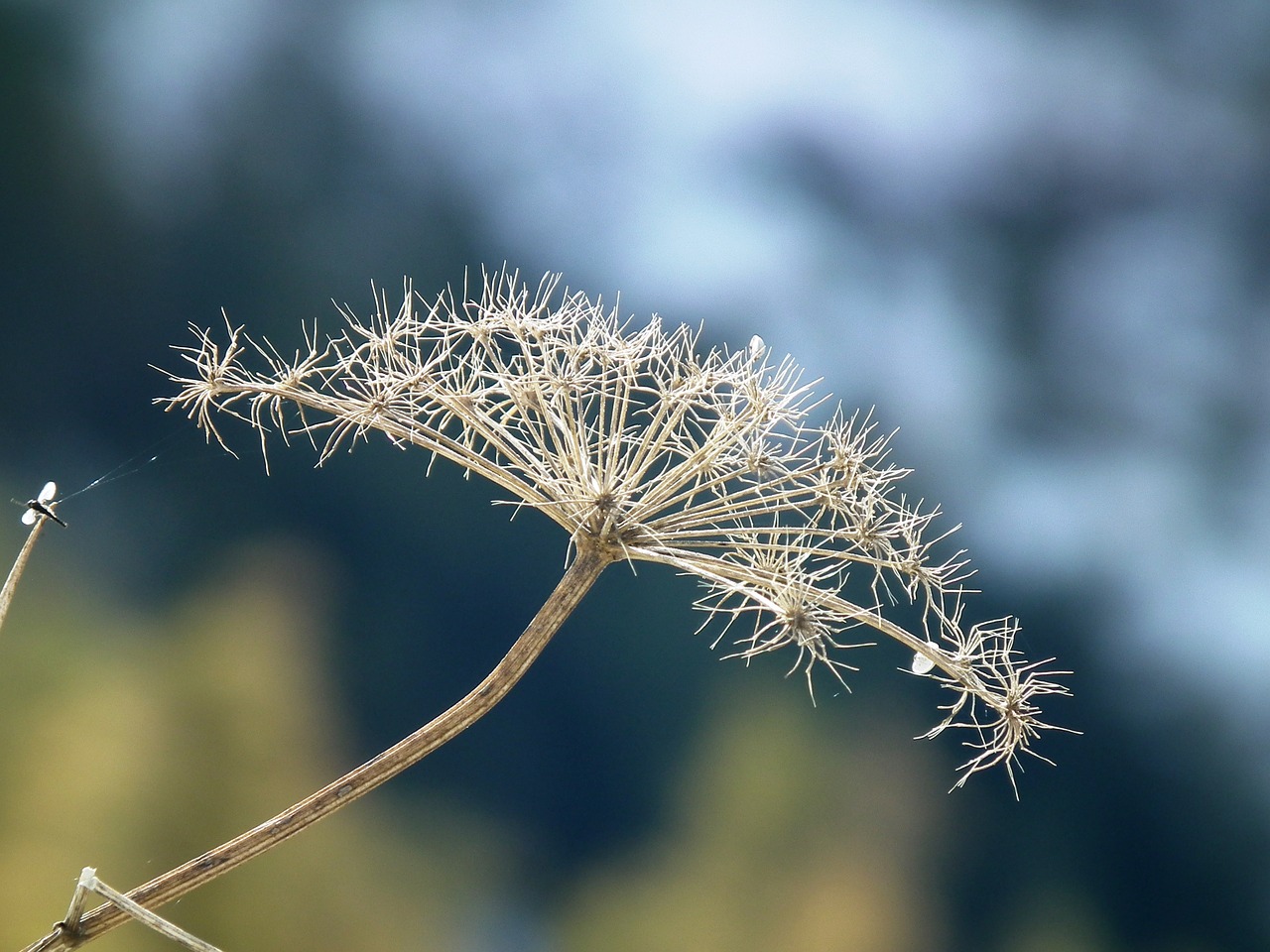 plant dry free pictures free photo