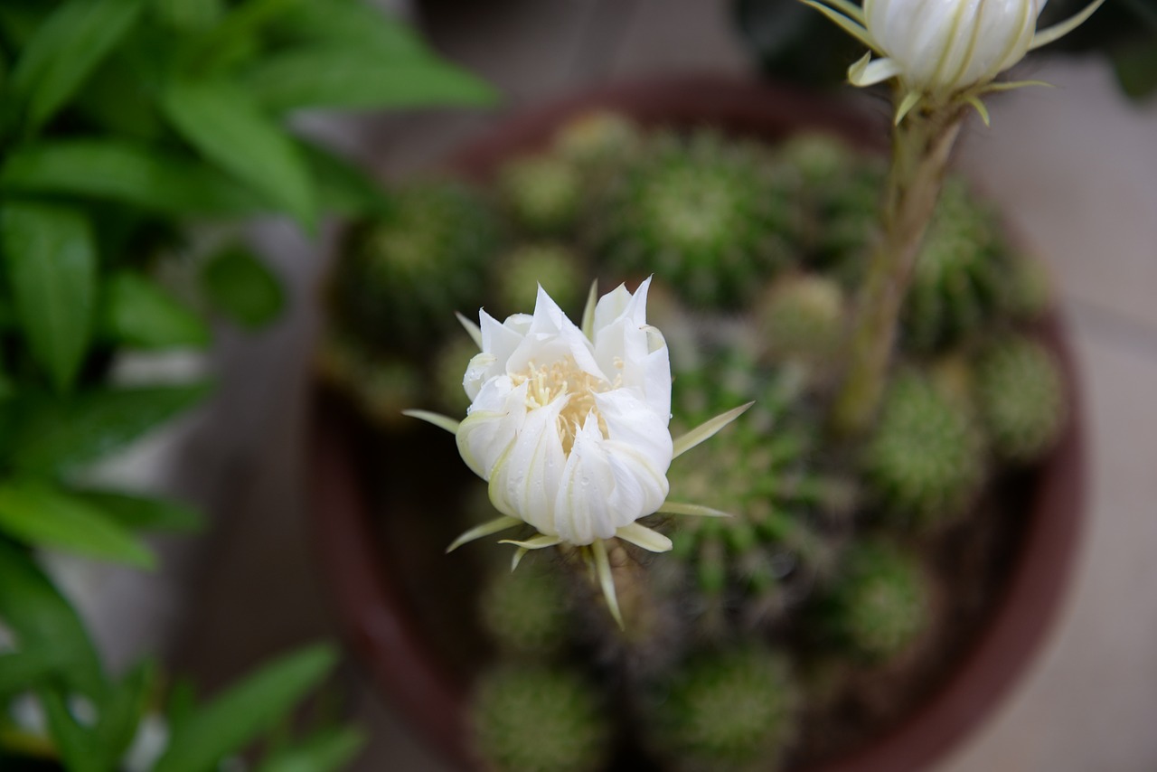 plant  flower  prickly pear flower free photo