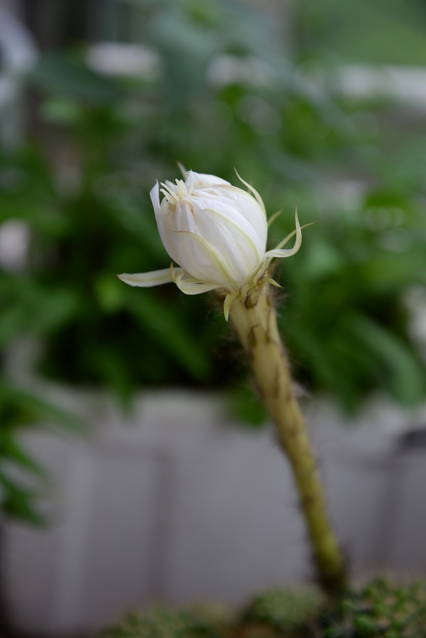 plant  flower  prickly pear flower free photo