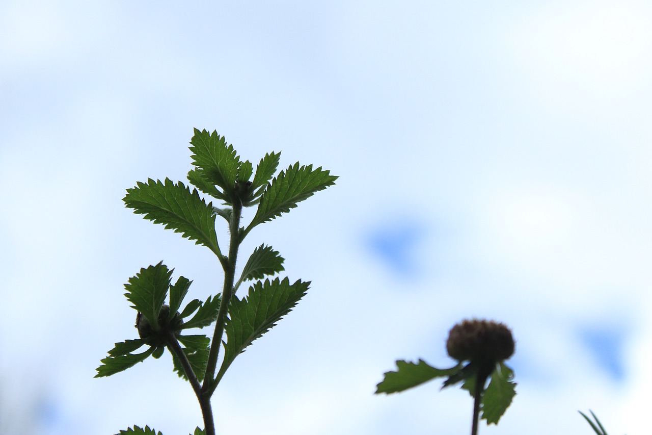 plant  nature  blur free photo