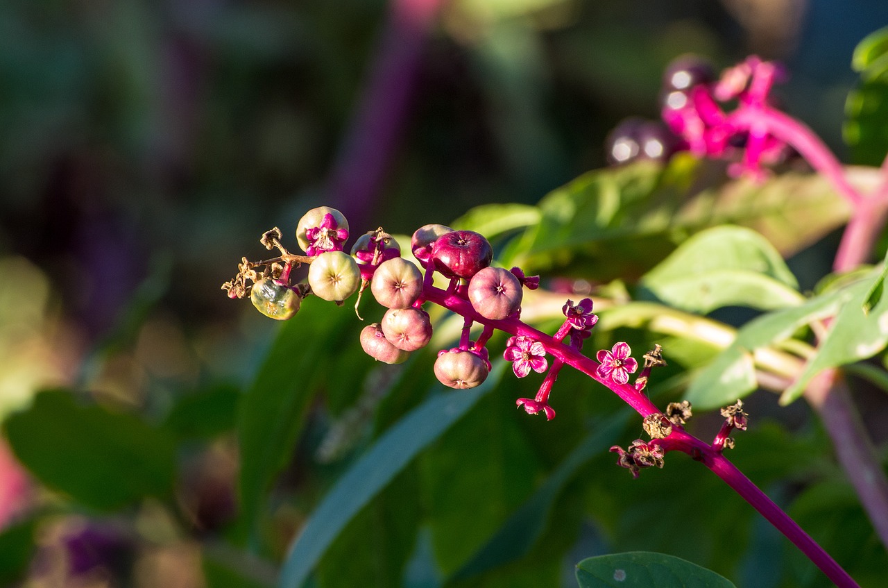 plant  flower  berry free photo