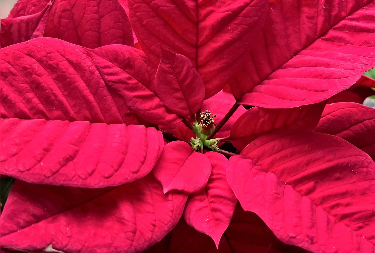 plant  poinsettia  adventsstern free photo