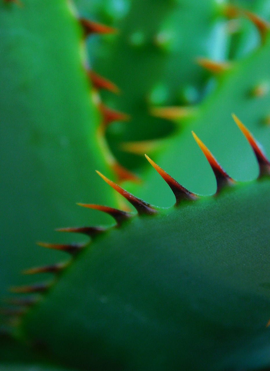 plant  macro  green free photo