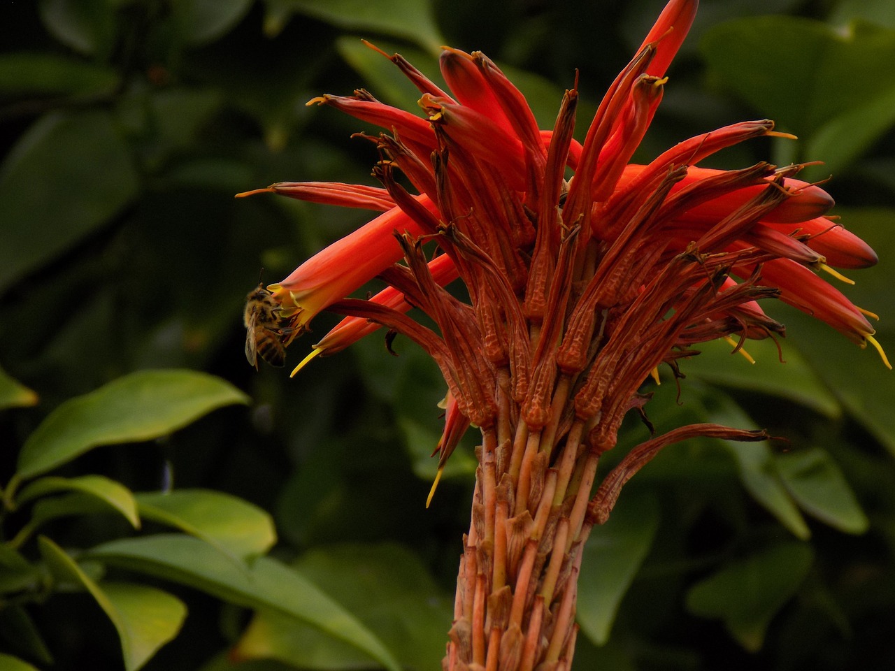 plant  flowers  bloom free photo