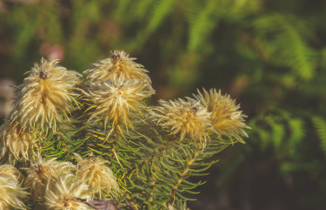 plant  yellow  flowers free photo