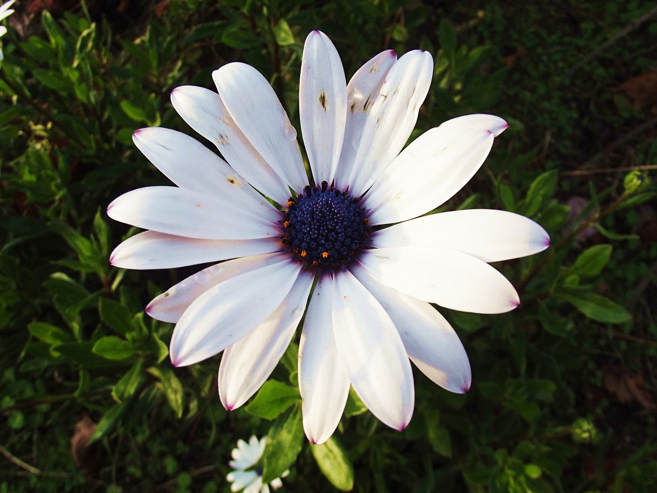 plant  flower  daisy free photo