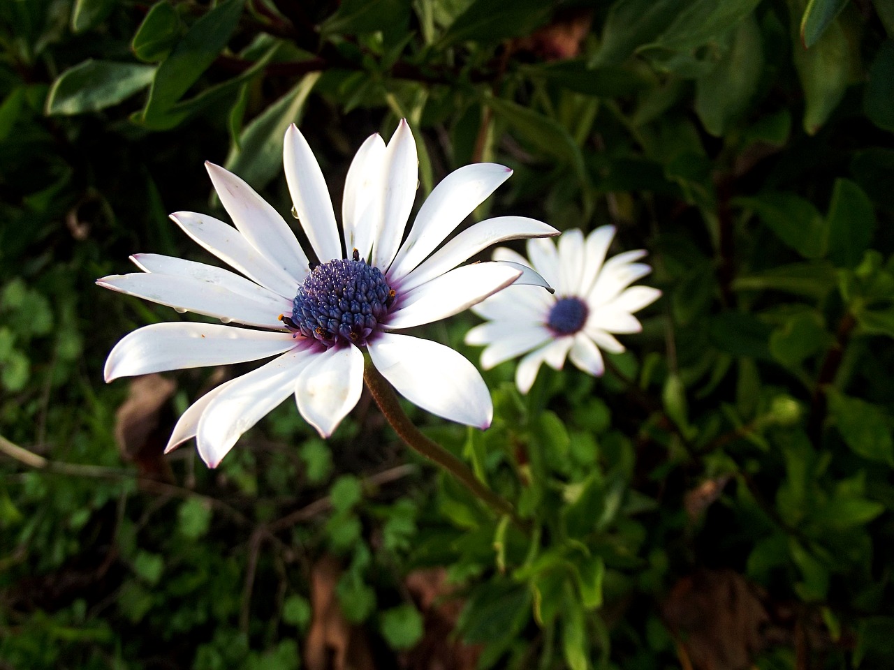 plant  flower  daisy free photo