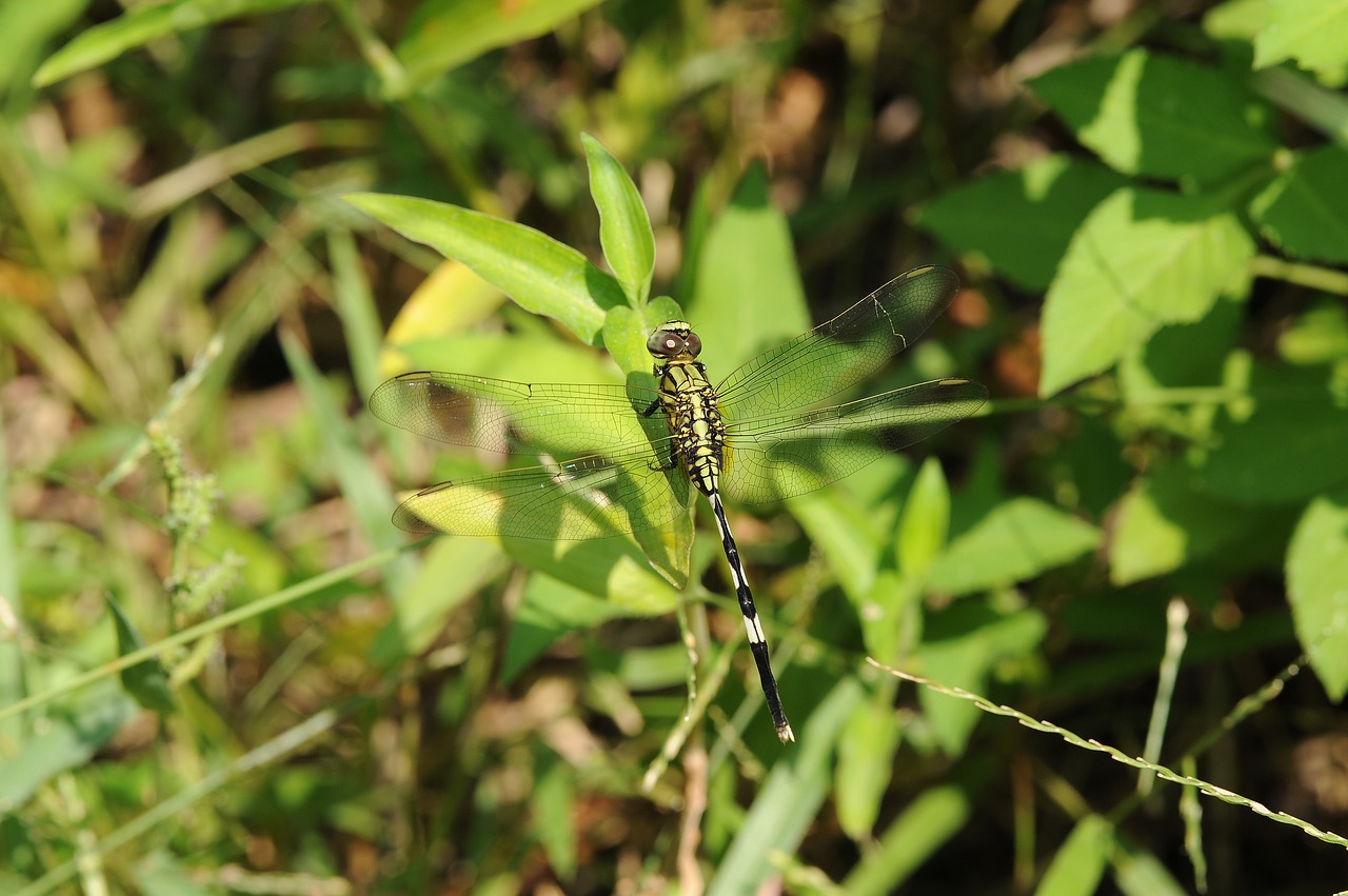 plant  green  dragonfly free photo