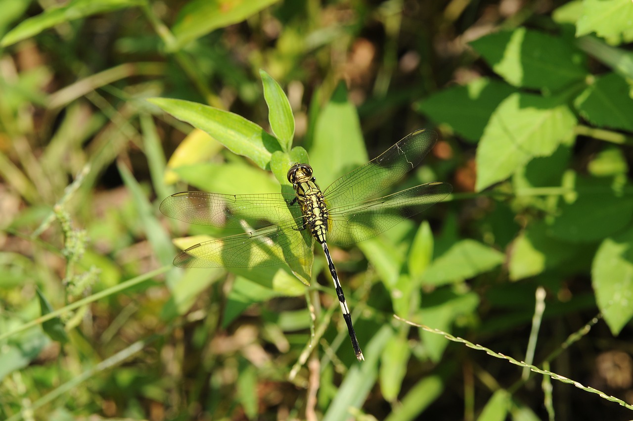 plant  green  dragonfly free photo