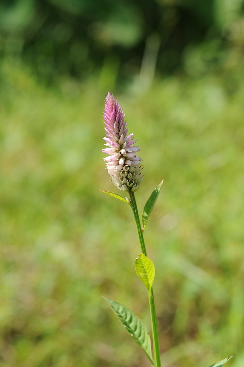 plant  flowers  green free photo