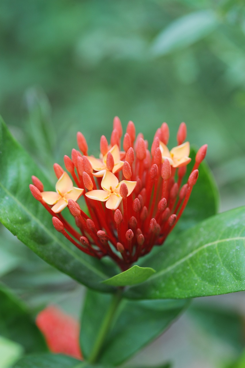 plant  flowers  red free photo