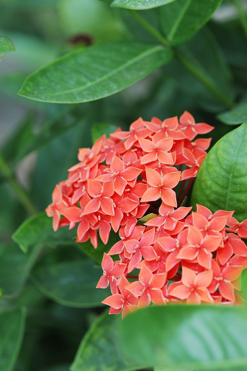 plant  flowers  red free photo