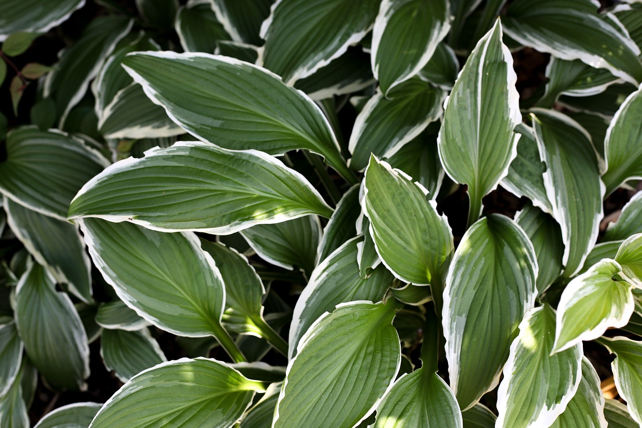 plant  leaves  decorative free photo