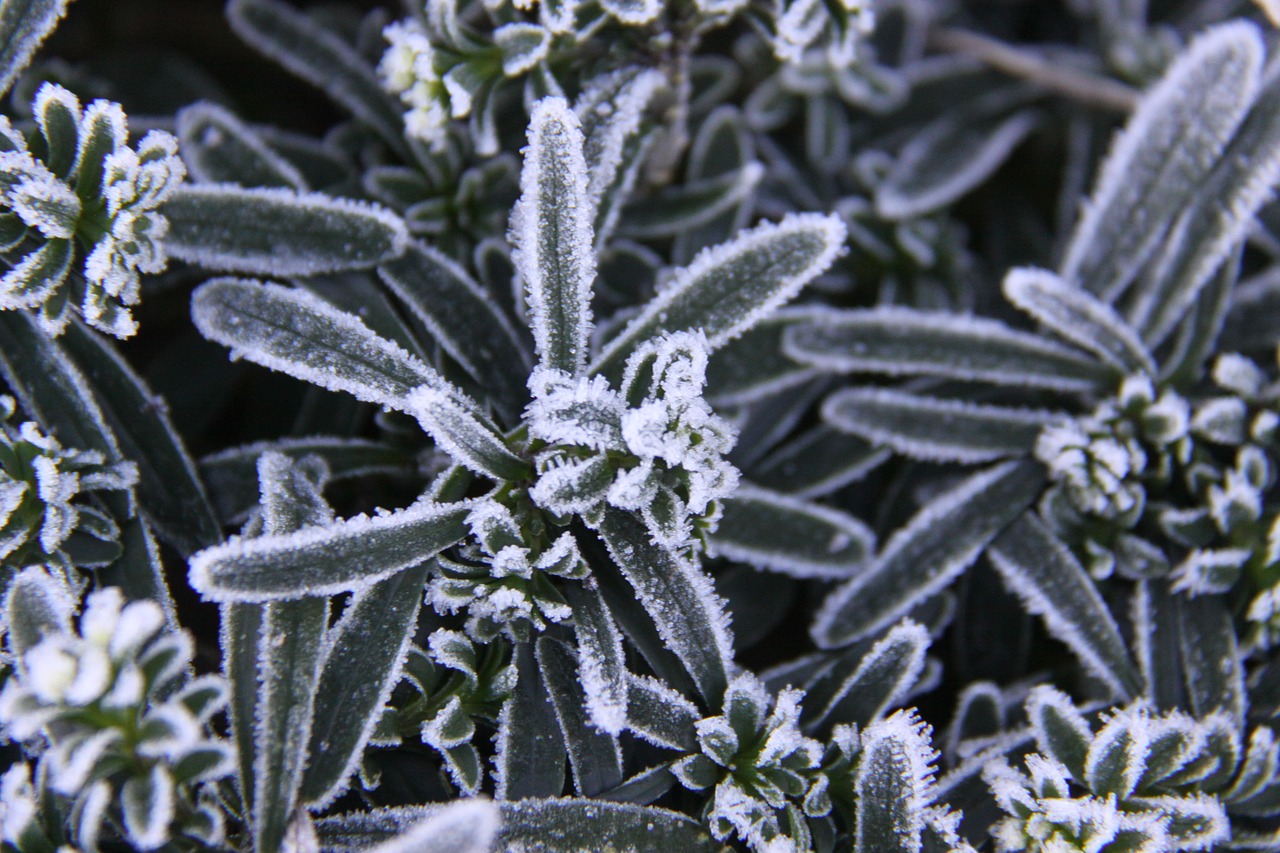 plant  have  frost free photo