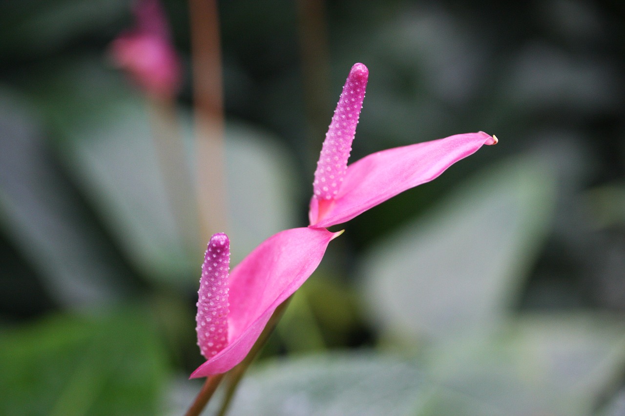 plant  flowers  plants free photo