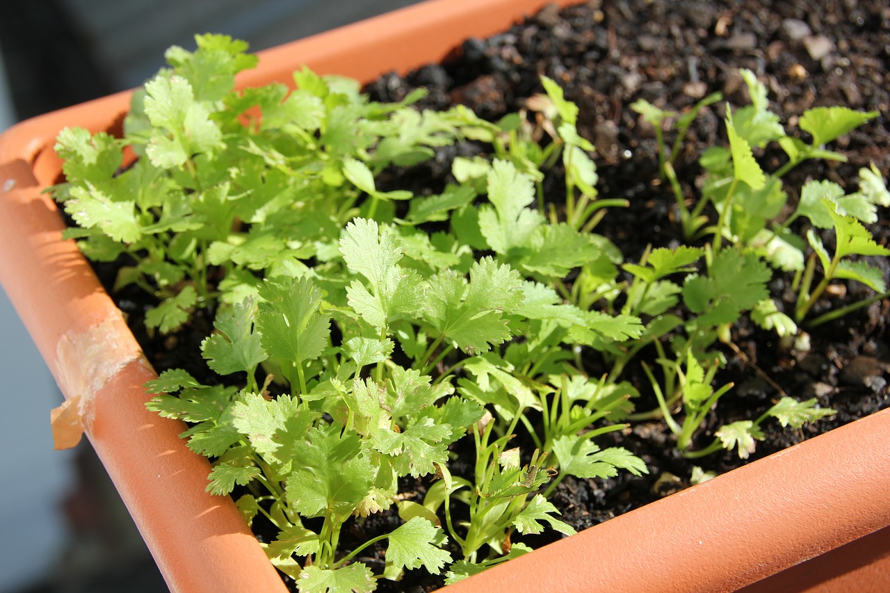 plant  parsley  food free photo