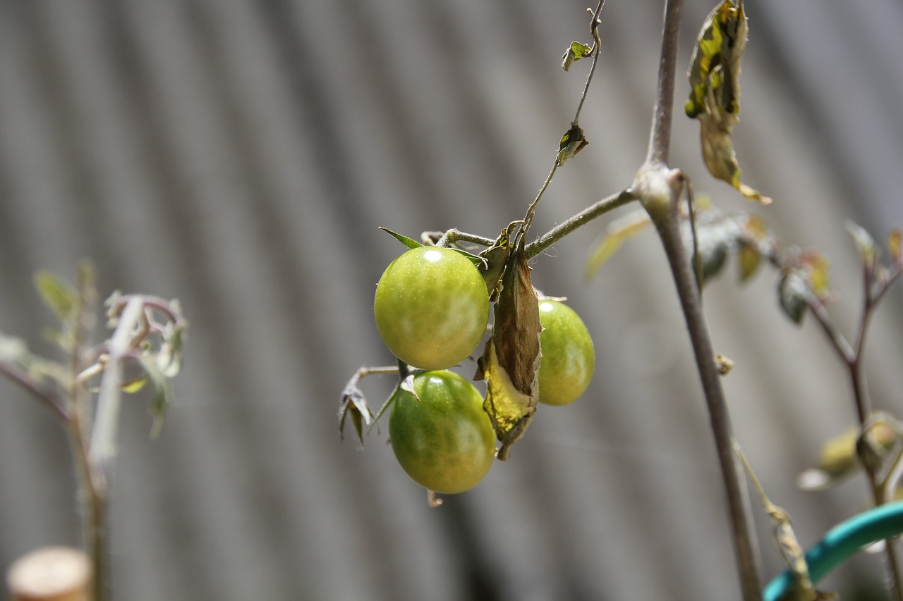 plant  tomato  green free photo