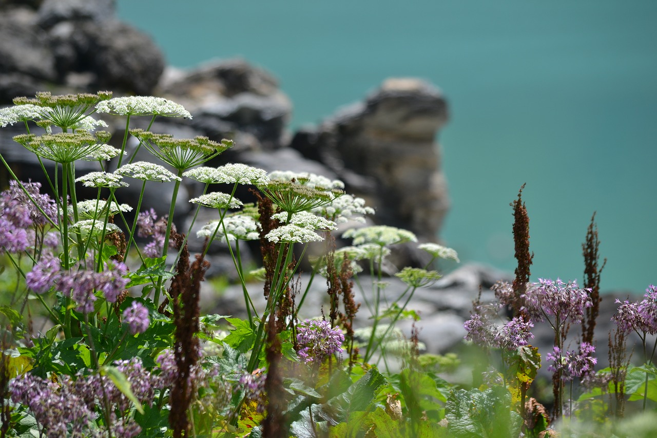 plant  high mountains  reservoir free photo