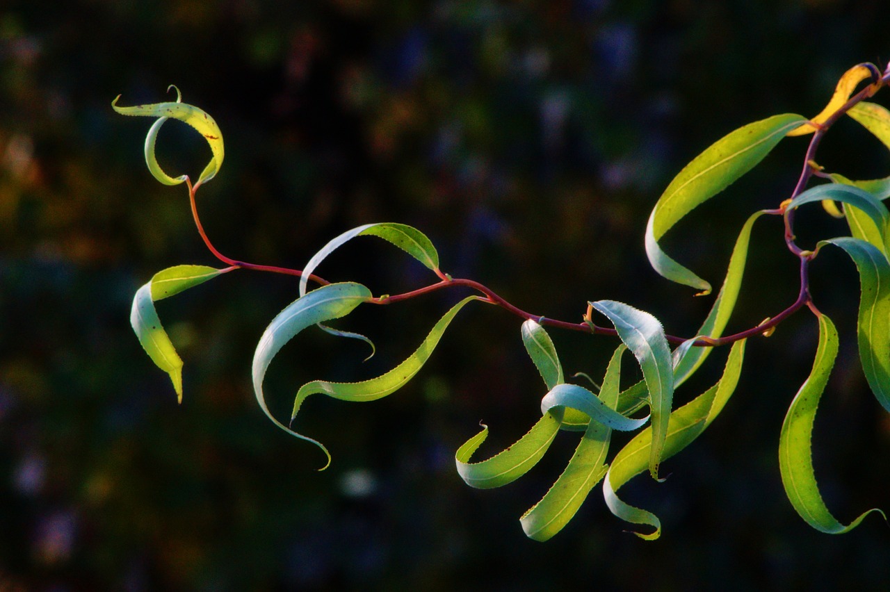 plant  bush  flowers free photo