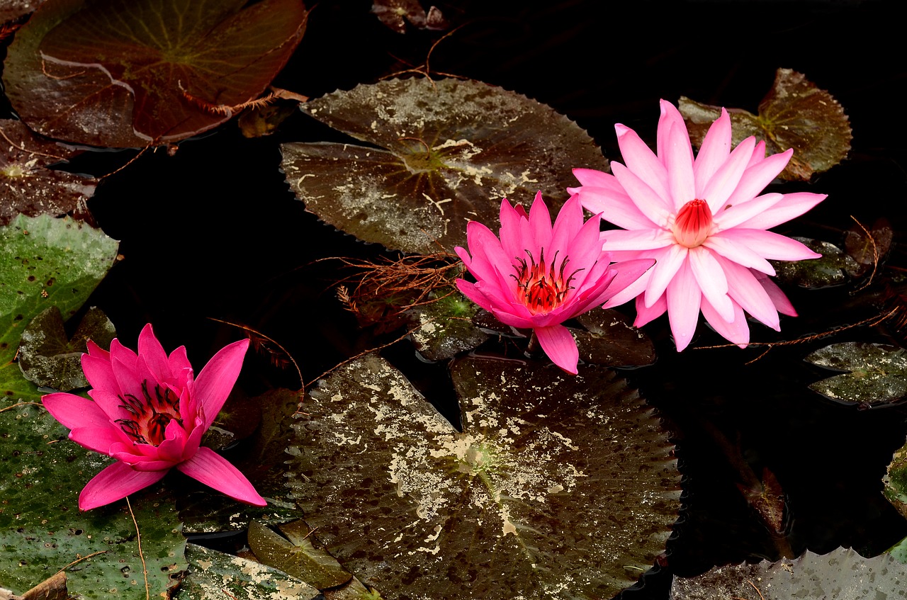 plant  lotus  pond free photo