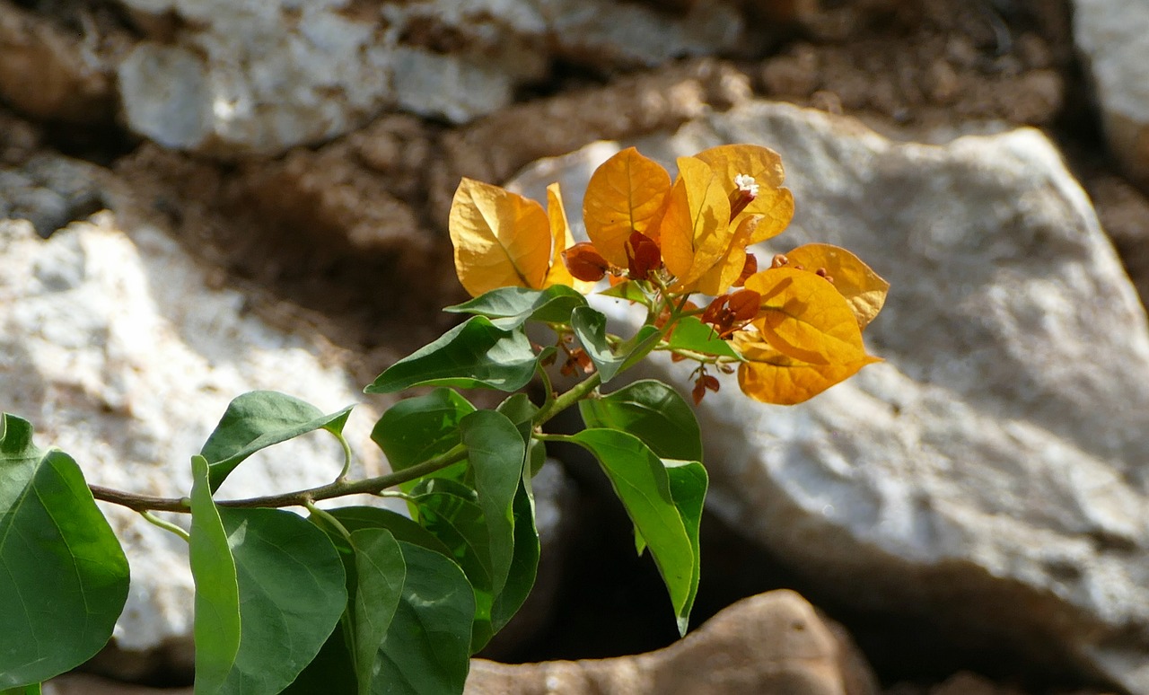 plant  mediterranean  blossom free photo