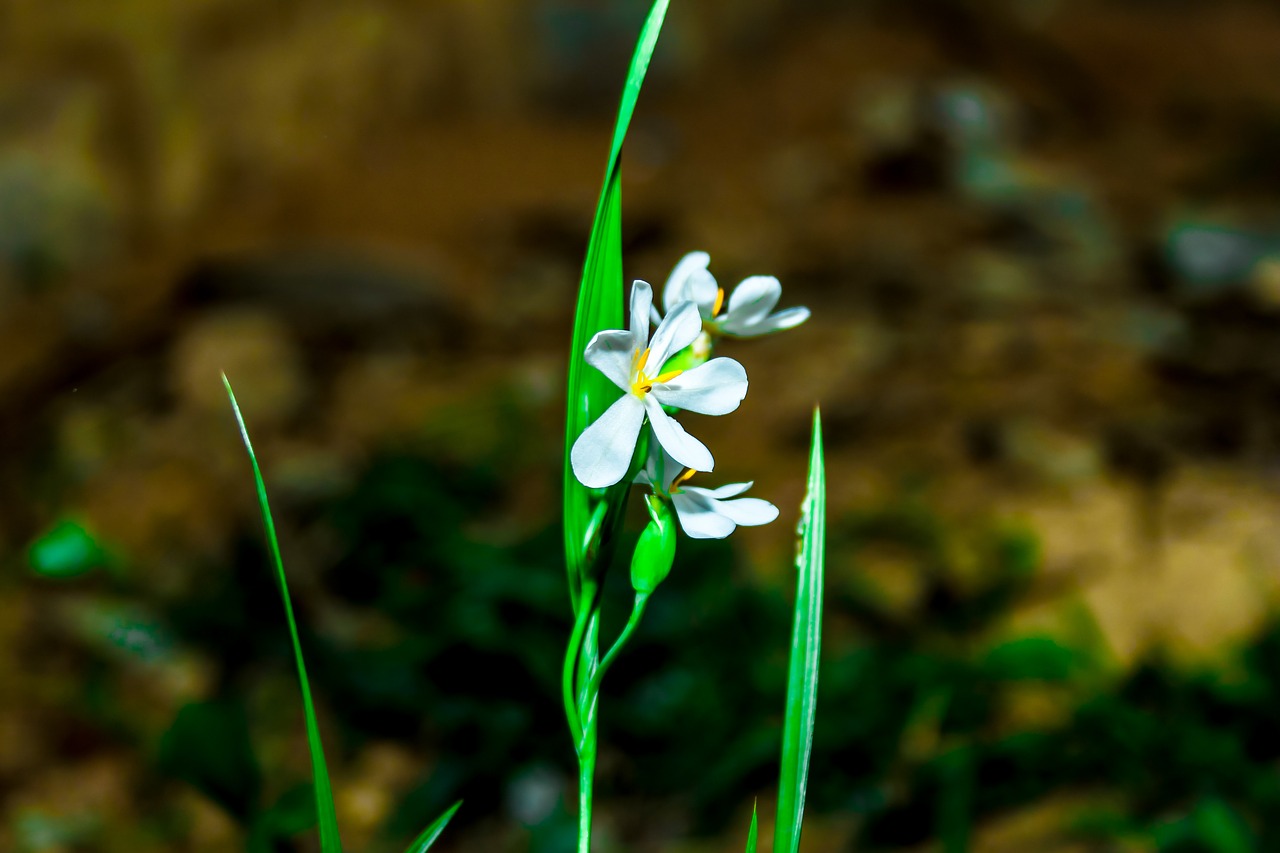 plant  nature  flower free photo