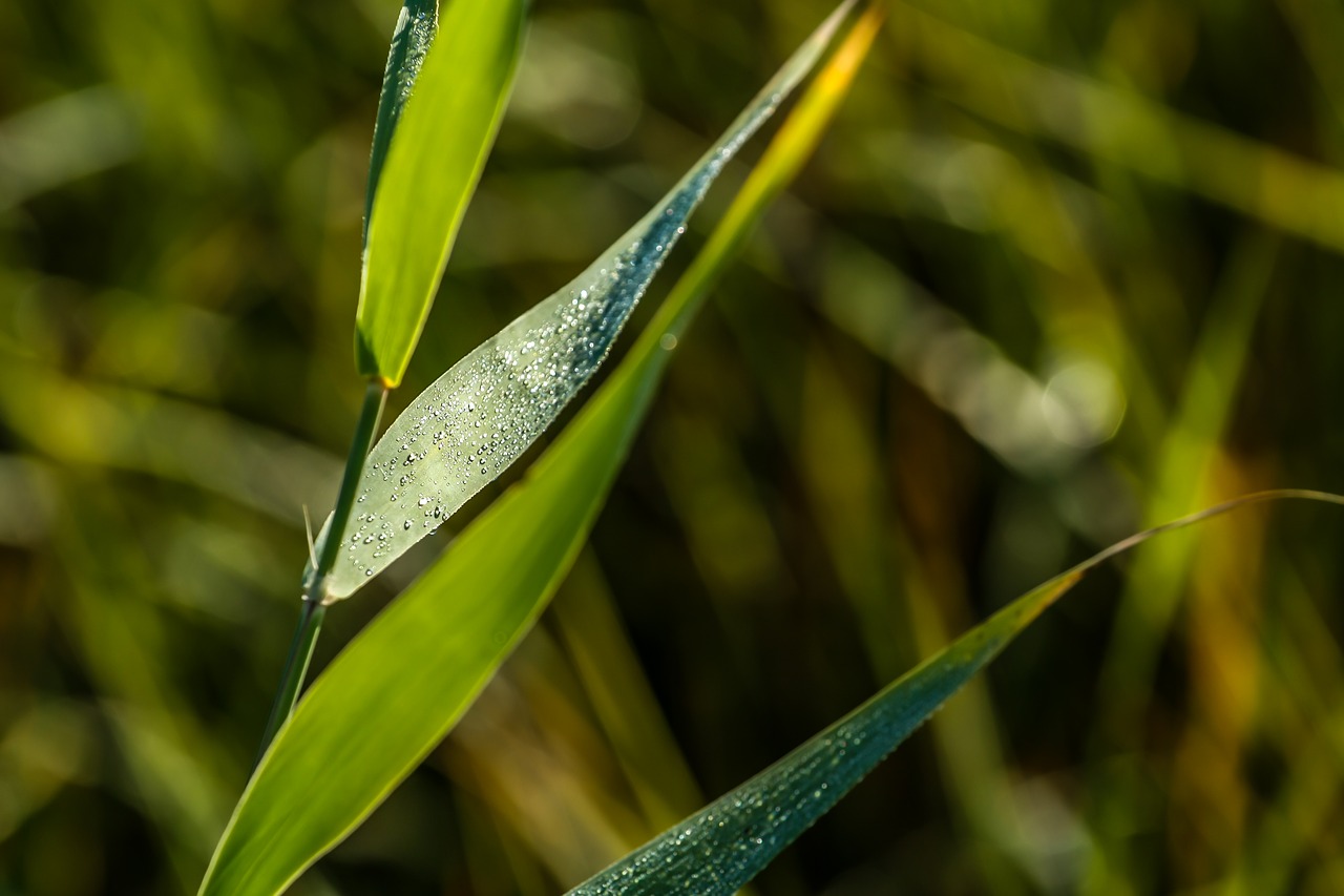 plant  green leaf  morning dew free photo