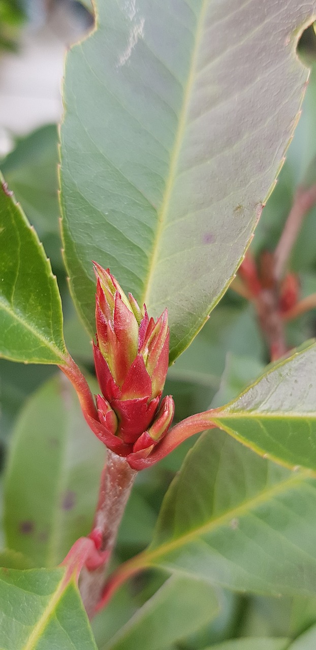 plant  blossom  bloom free photo