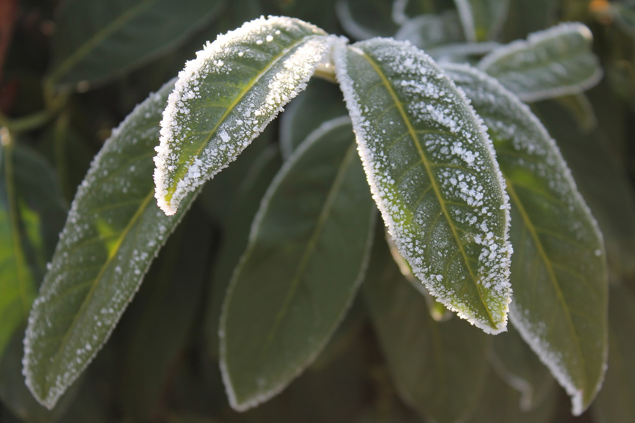 plant  winter  frost free photo