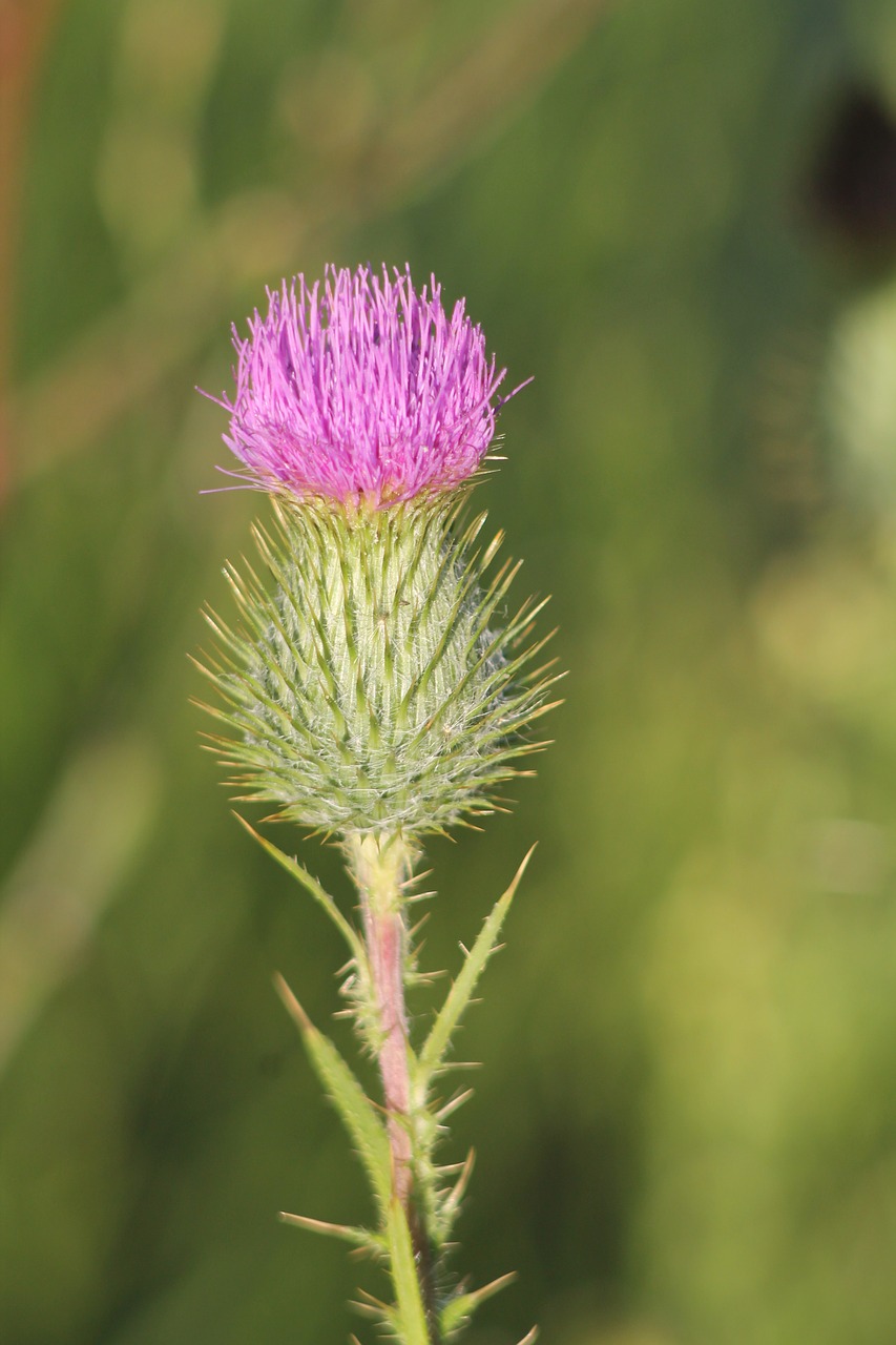 plant  thistle  nature free photo