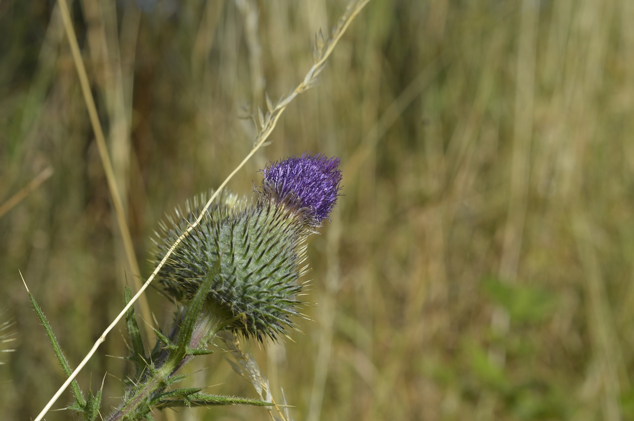 plant  spur  flower free photo