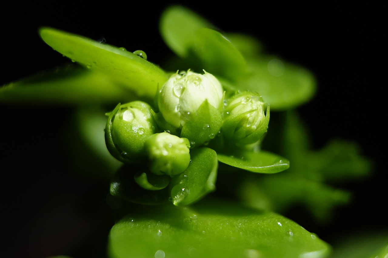 plant  bud  blossom free photo