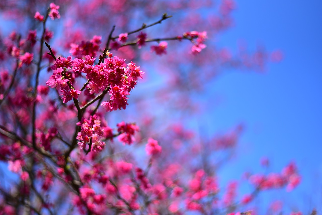 plant  flower  cherry blossom free photo