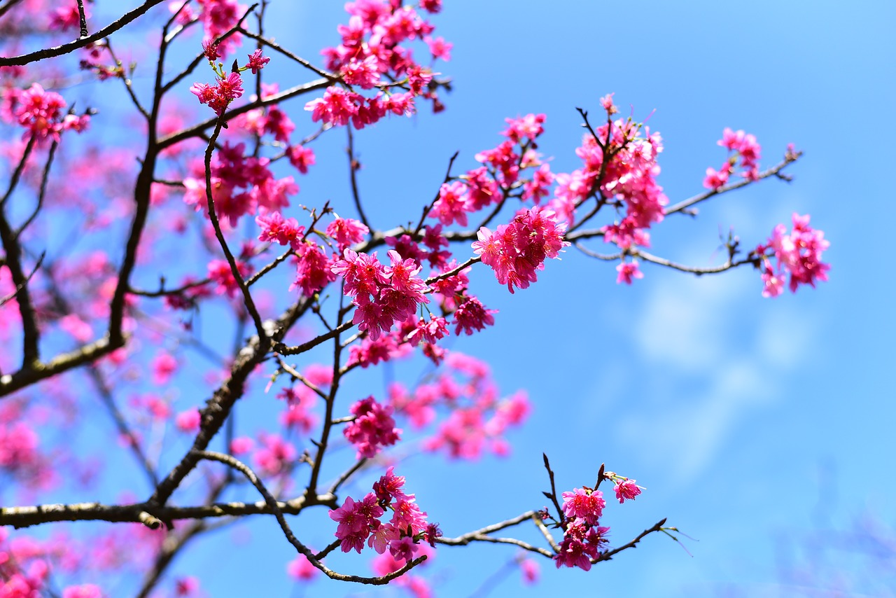 plant  flower  cherry blossom free photo