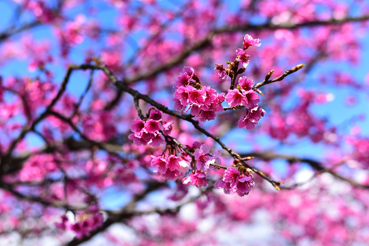 plant  flower  cherry blossom free photo