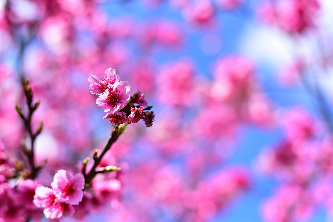 plant  flower  cherry blossom free photo