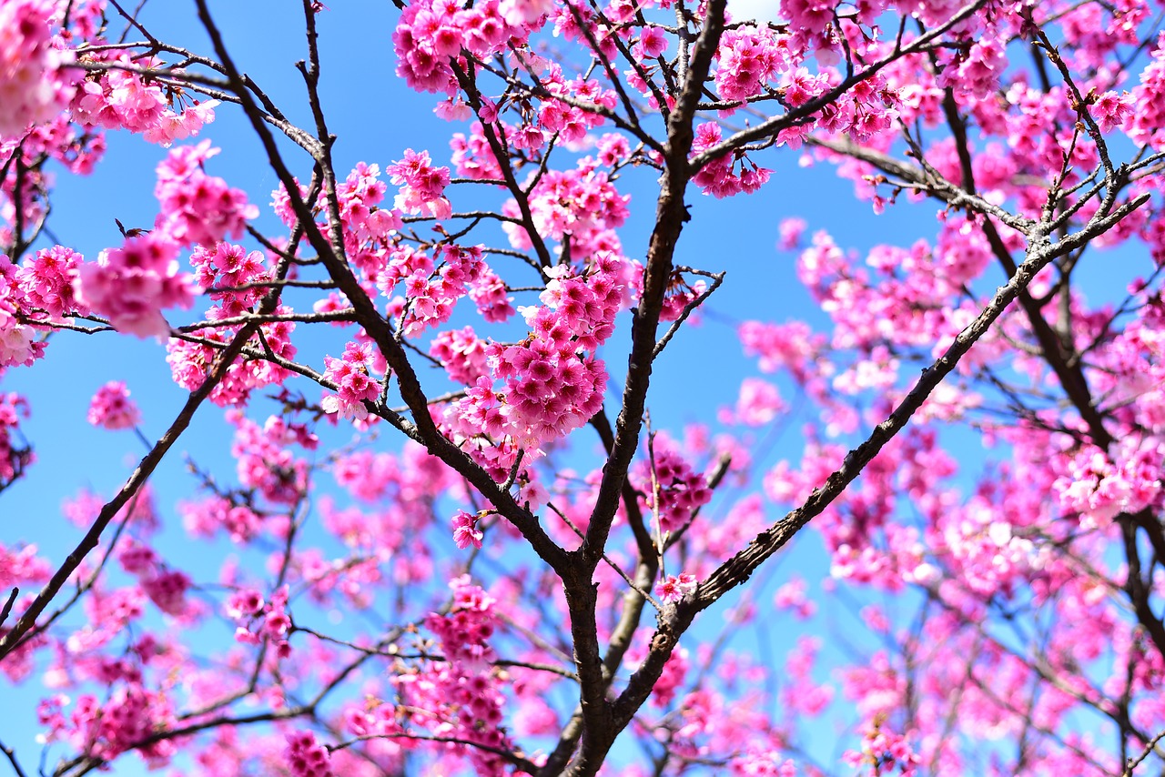 plant  flower  cherry blossom free photo