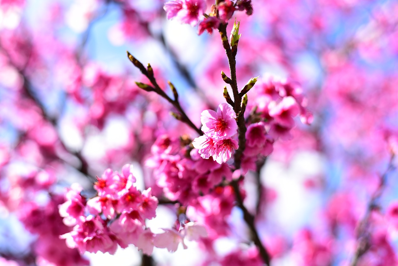 plant  flower  cherry blossom free photo