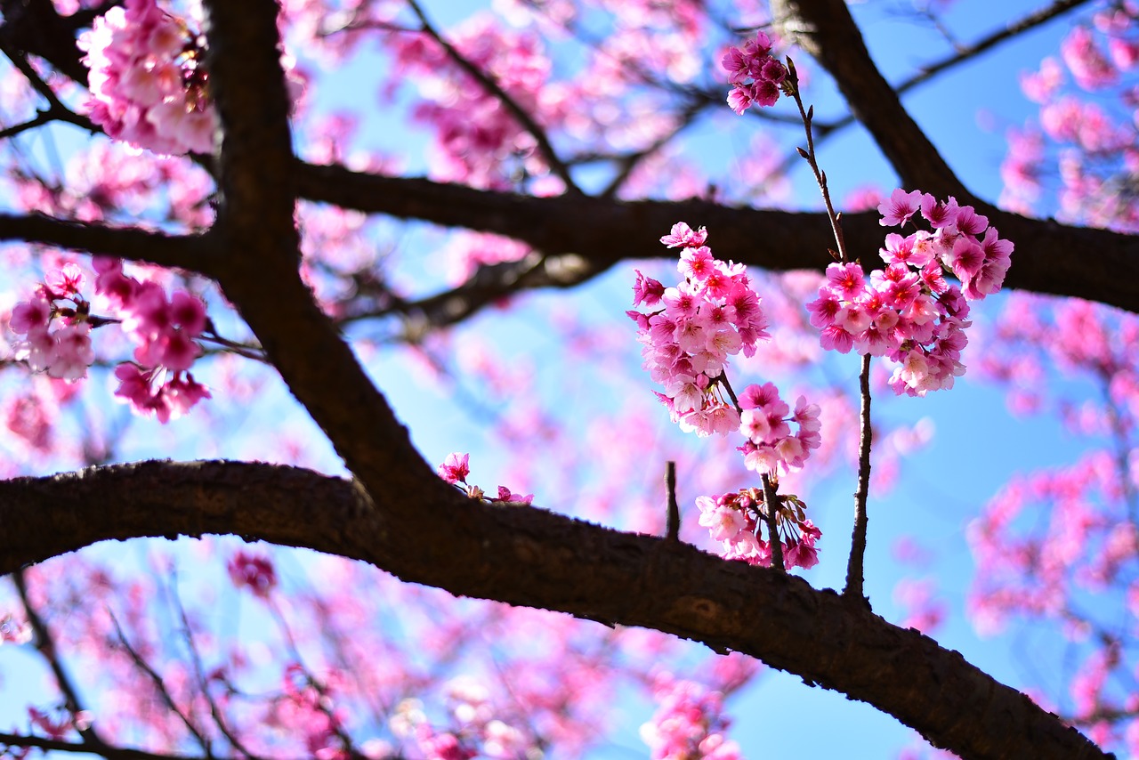 plant  flower  cherry blossom free photo