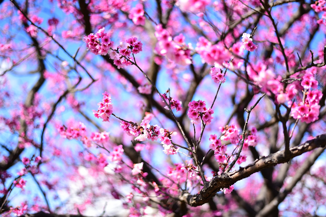 plant  flower  cherry blossom free photo