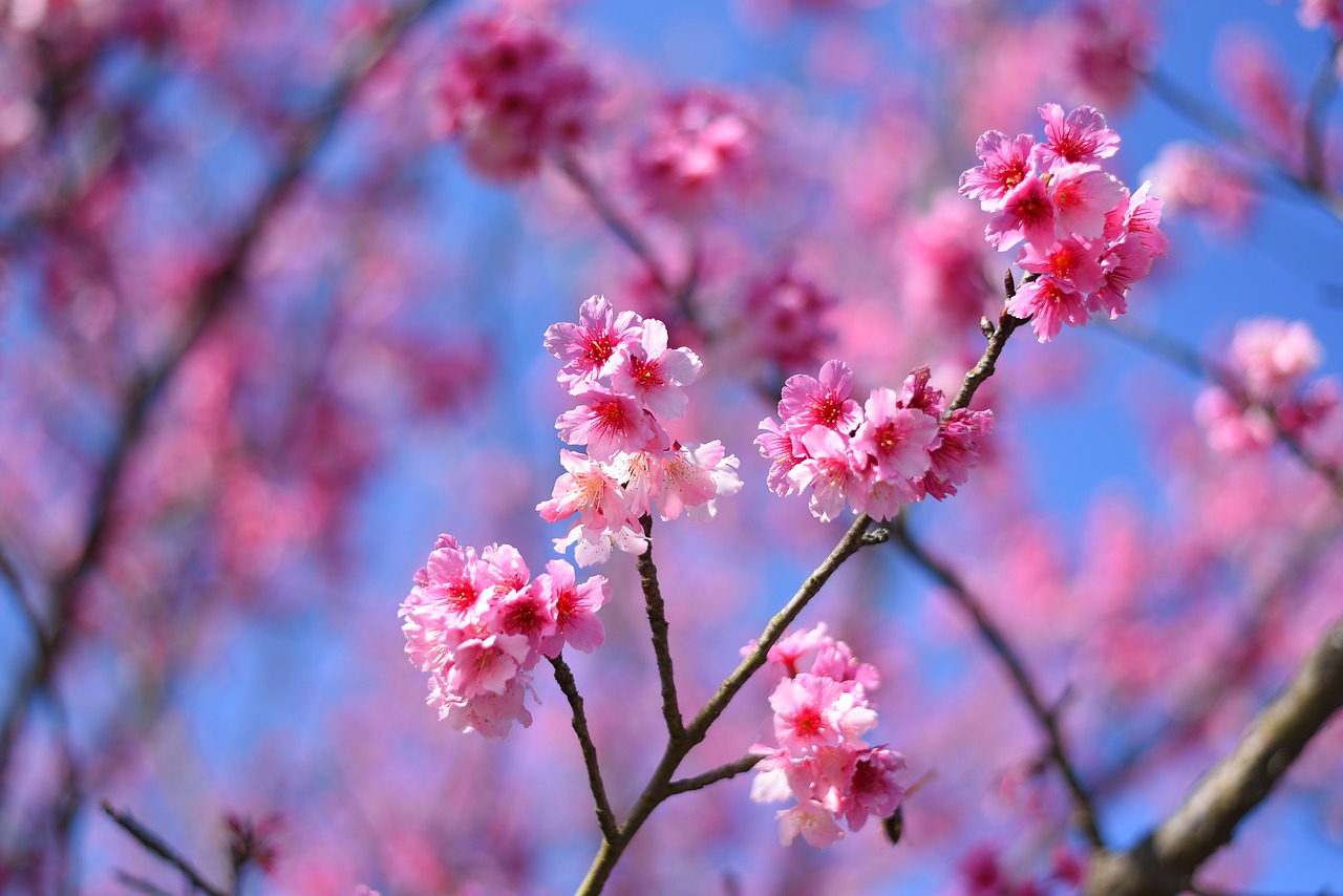 plant  flower  cherry blossom free photo