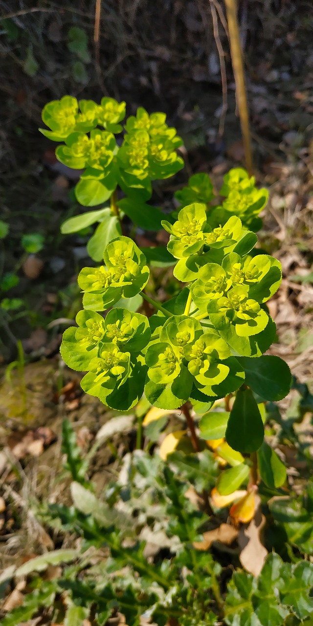 plant  nature  bloom free photo