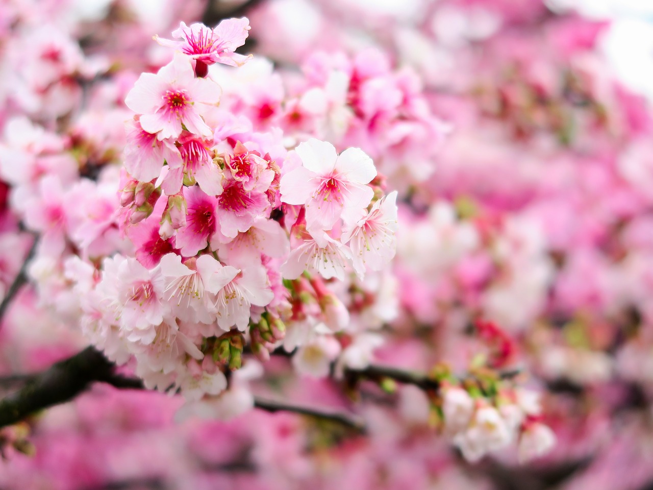 plant  flower  cherry blossom free photo