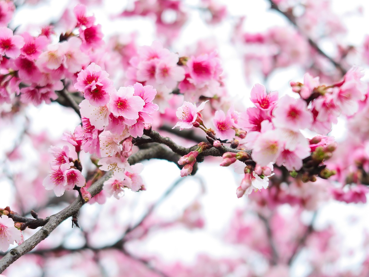 plant  flower  cherry blossom free photo
