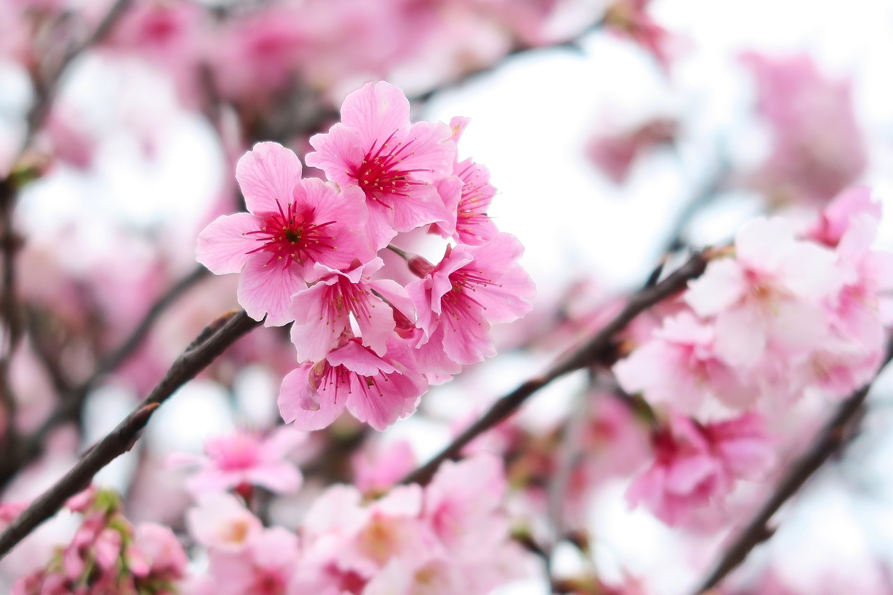 plant  flower  cherry blossom free photo