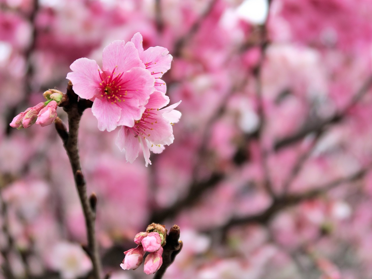 plant  flower  cherry blossom free photo