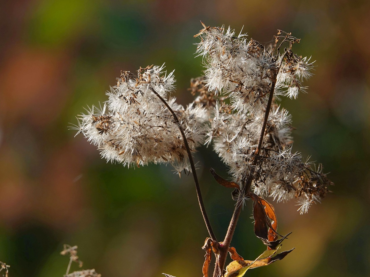 plant  close up  seeds free photo