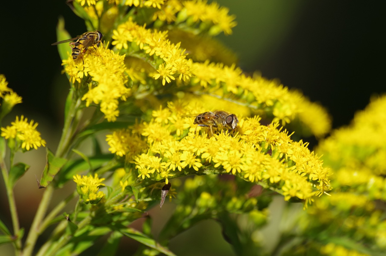 plant  insect  yellow free photo