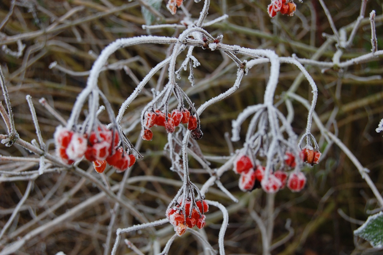 plant  fruit  winter free photo