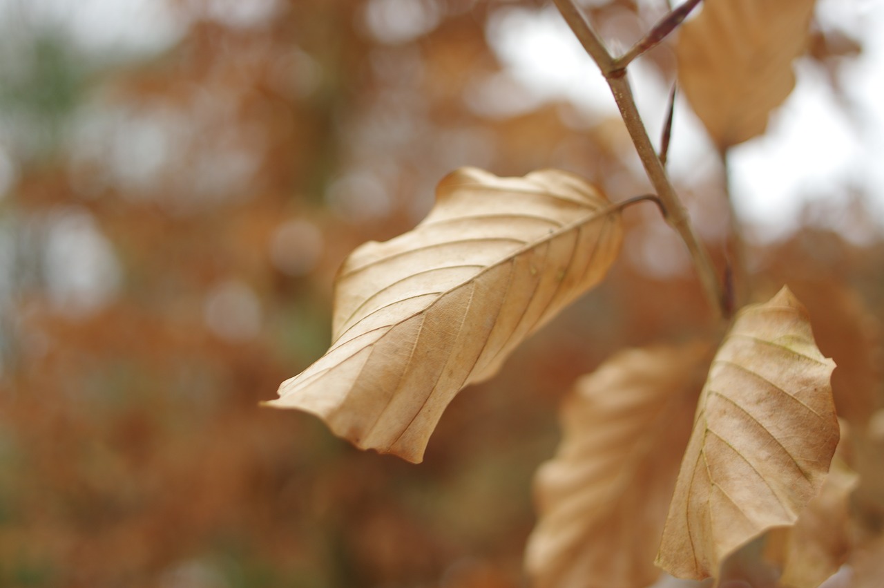 plant  leaf  autumn free photo